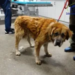 Znaleziono psa, Szczecin, 28 listopada 2025