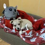 Znaleziono psa, Chojnice, 24 listopada 2025