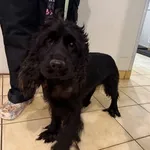 Pies do adopcji, Kraków, 15 listopada 2025