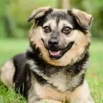 Pies do adopcji, Radom, 30 listopada 2025