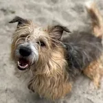 Pies do adopcji, Kraków, 15 listopada 2025