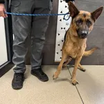 Imię: Przyjęty: 2025-11-03 Płeć: Suka Opis: w typie owczarka niemieckiego, czarne-podpalane Wiek w dniu przyjęcia: ok. 4 lata