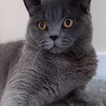 Zaginął kot, Kowale, 30 listopada 2025