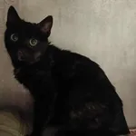 Znaleziono kota, Toruń, 28 listopada 2025