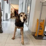 Pies do adopcji, Kraków, 15 listopada 2025