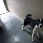 Pies do adopcji, Kraków, 15 listopada 2025