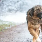 Pies do adopcji, Nowodwór, 29 listopada 2025