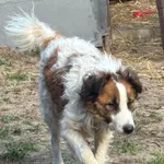 Pies do adopcji, Milanówek, 7 listopada 2025