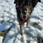 Znaleziono psa, Żywiec, 1 grudnia 2025