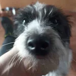 Znaleziono psa, Chojnice, 24 listopada 2025