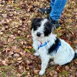 Znaleziono psa, Chojnice, 24 listopada 2025