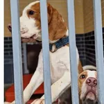 Znaleziono psa, Wrocław, 29 listopada 2025