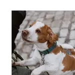 Znaleziono psa, Wrocław, 29 listopada 2025