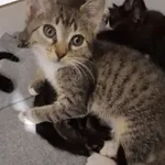 KOCIĘTA malutkie kociaki szukają domów! 