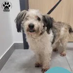 Znaleziono psa, Gdynia, 30 listopada 2025