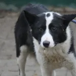 Pies do adopcji, Nowy Dwór Mazowiecki, 1 grudnia 2025