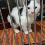 4772/164/25 Fraszka - data przyjęcia - 29.11.2025