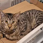 Oddam kota, Warszawa, 1 grudnia 2025