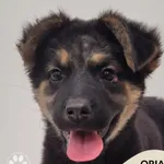 Pies do adopcji, Gdynia, 1 grudnia 2025