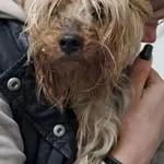 Znaleziono psa, Radom, 30 listopada 2025