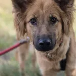 Bella - złotowłosa piękność, mądra, wesoła sunia do pokochania 