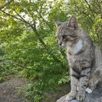 Zaginął kot, Poznań, 1 grudnia 2025