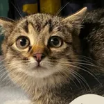 Znaleziono kota, Gdynia, 29 listopada 2025