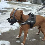 Pies do adopcji, Włocławek, 30 listopada 2025