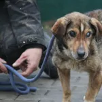 Pies do adopcji, Nowy Dwór Mazowiecki, 1 grudnia 2025