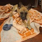 Zaginął pies, Łódź, 30 listopada 2025