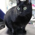 Znaleziono kota, Łódź, 29 listopada 2025