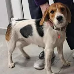 Znaleziono psa, Toruń, 1 grudnia 2025