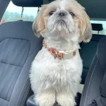 Zaginął pies, Woźnice, 2 grudnia 2025