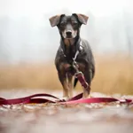 Znaleziono psa, Sosnowiec, 30 listopada 2025