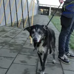 Znaleziono psa, Szczecin, 1 grudnia 2025