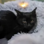 Znaleziono kota, Sosnowiec, 30 listopada 2025