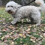 Pies do adopcji, Włocławek, 15 października 2025