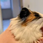 Znaleziono zwierzę, Lublin, 30 listopada 2025