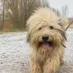 Pies do adopcji, Gorzów Wielkopolski, 12 grudnia 2025