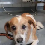 Znaleziono psa, Lublin, 29 listopada 2025