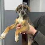 Znaleziono psa, Sosnowiec, 28 listopada 2025