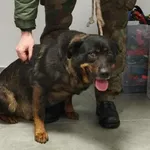 Znaleziono psa, Toruń, 1 grudnia 2025