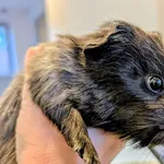 Znaleziono zwierzę, Lublin, 30 listopada 2025