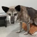 Znaleziono psa, Toruń, 30 listopada 2025