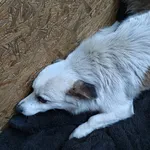 Znaleziono psa, Lublin, 29 listopada 2025