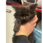 Znaleziono kota, Białystok, 1 grudnia 2025