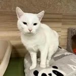 Znaleziono kota, Chojnice, 19 listopada 2025