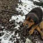 Znaleziono psa, Sosnowiec, 30 listopada 2025