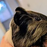 Znaleziono zwierzę, Lublin, 30 listopada 2025