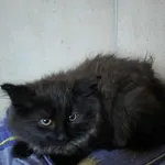 Znaleziono kota, Sosnowiec, 1 grudnia 2025